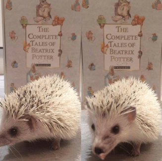 Screen Shot 2017-07-21 at 10.42.29