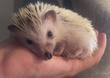 20623269_1458527237526954_700416696_o