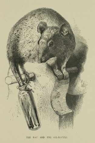 C19_ANSA1868_13 copy